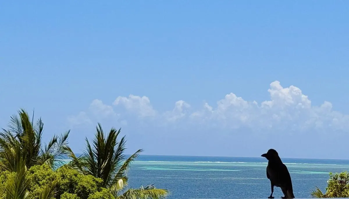 Z-Breeze Zanzibar