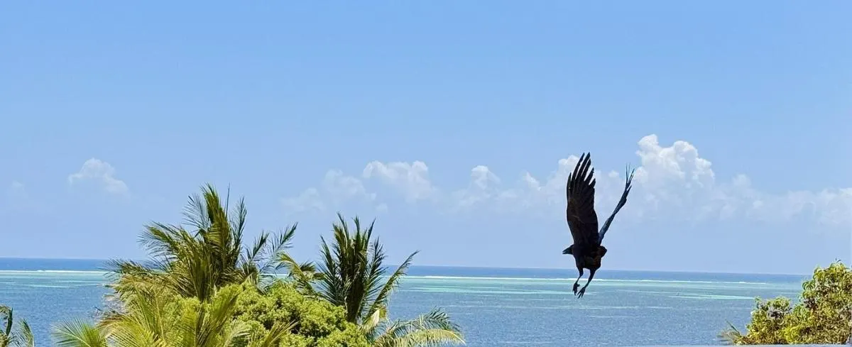 Z-Breeze Zanzibar
