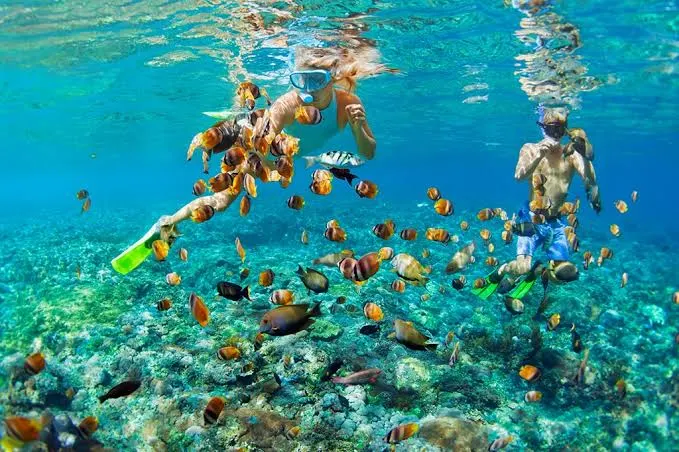 Mnemba Island Snorkeling & Dolphins